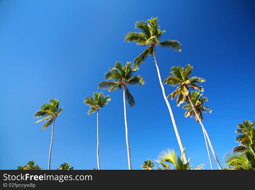 Green Coconut Palms On Blue Sky