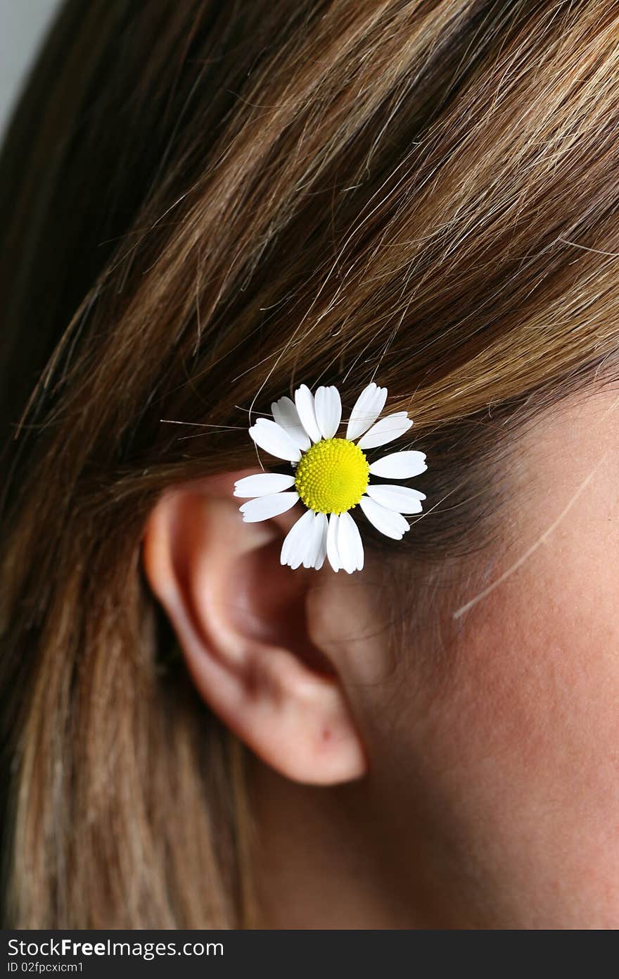 Chamomile flowers into the ears of young ladies with the view that. Chamomile flowers into the ears of young ladies with the view that