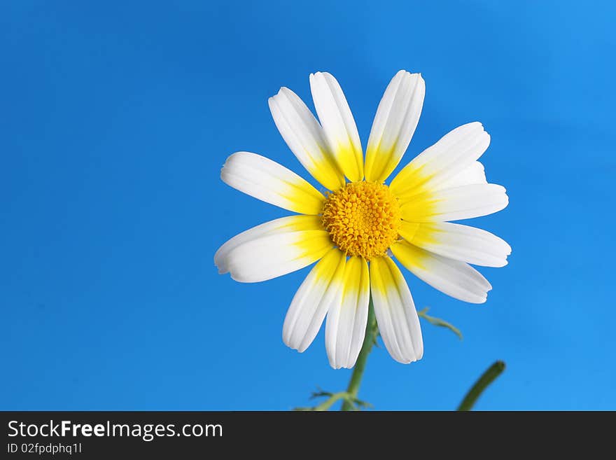 Appearance of a white daisy on a blue background. Appearance of a white daisy on a blue background