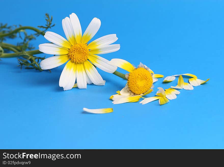 Daisy flowers on blue background image. Daisy flowers on blue background image