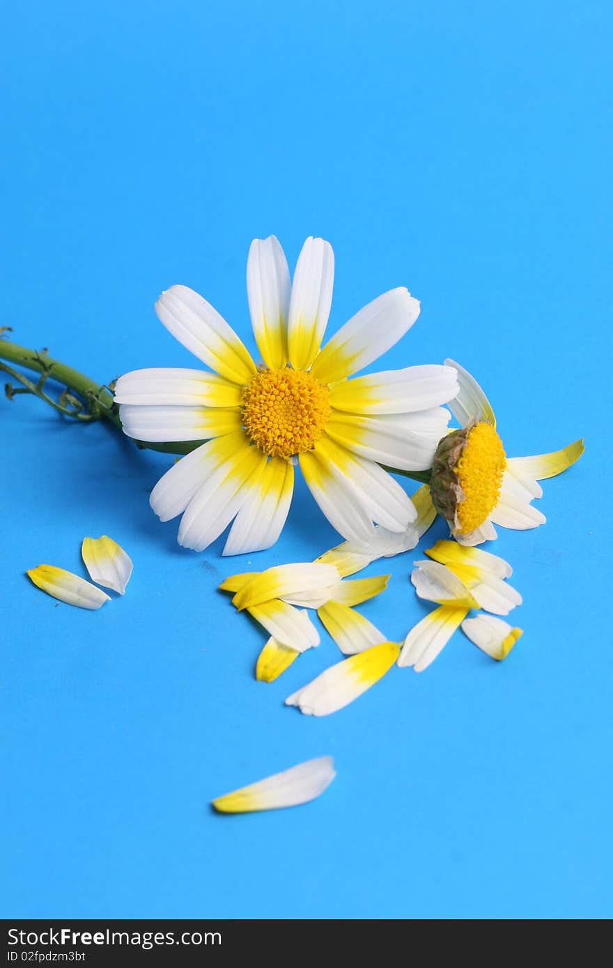 Daisy flowers on blue background image. Daisy flowers on blue background image