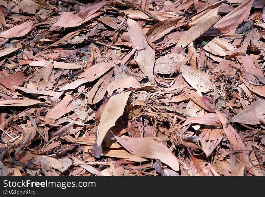 Dry leaf