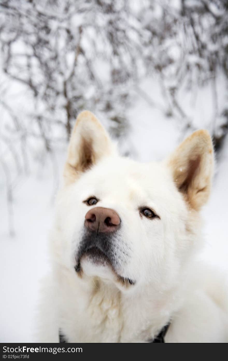 White dog in Snow