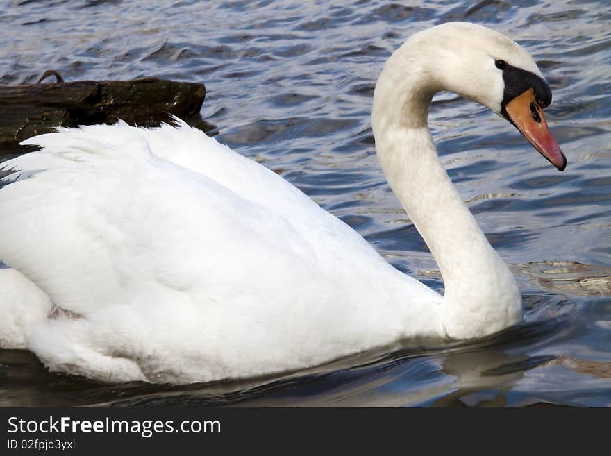 Swan in the river Vltava in Prague. Old Europe