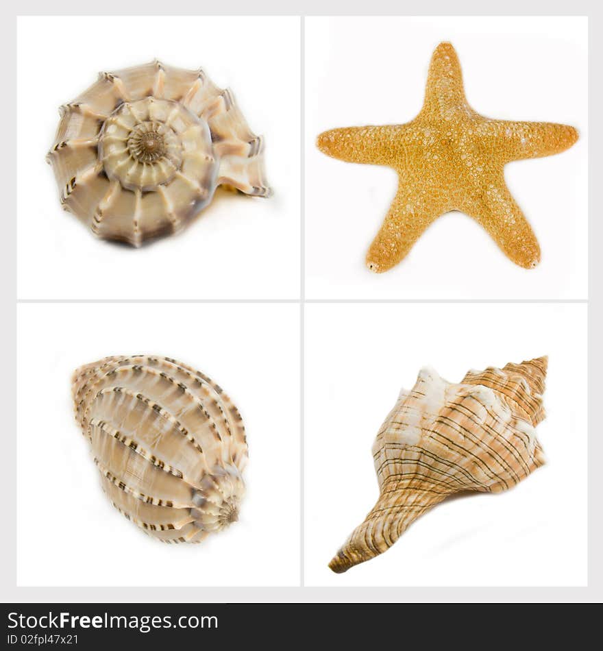 Sea cockleshells and sea star on a white background