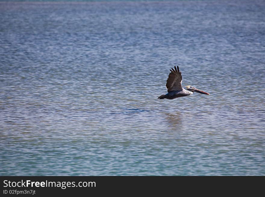 Brown pelican flies low over water. Brown pelican flies low over water