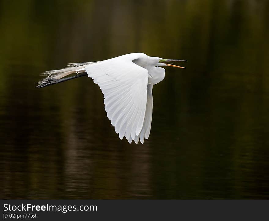 Flying white egret