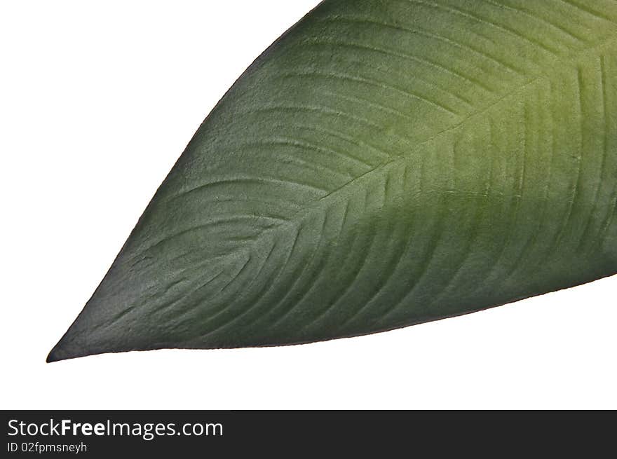 Vibrant Green Tropical Leaf