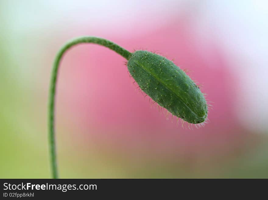 Poppy close-up view of the spring with. Poppy close-up view of the spring with