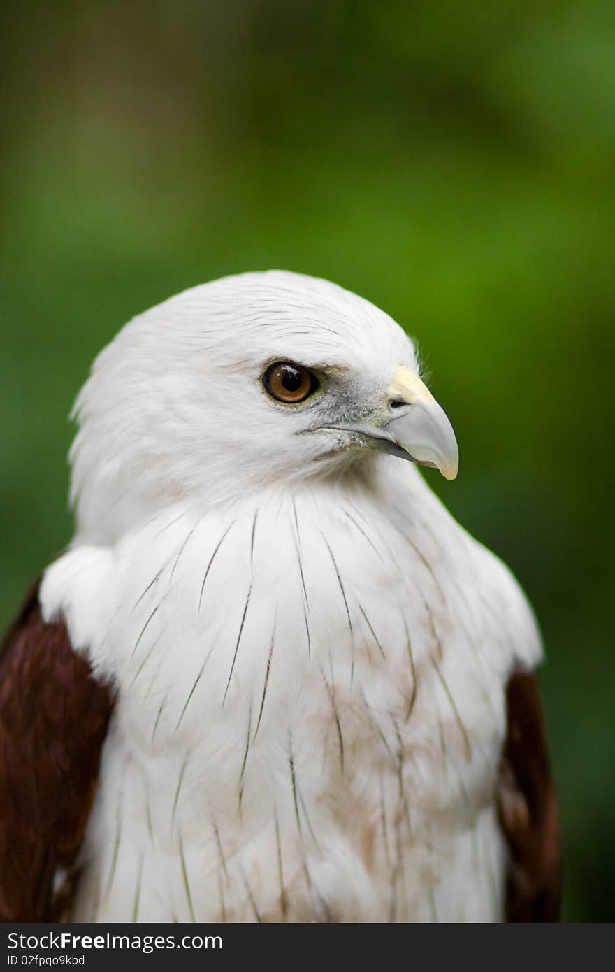 A close-up photo of an eagle called Brahminy Kite. A close-up photo of an eagle called Brahminy Kite