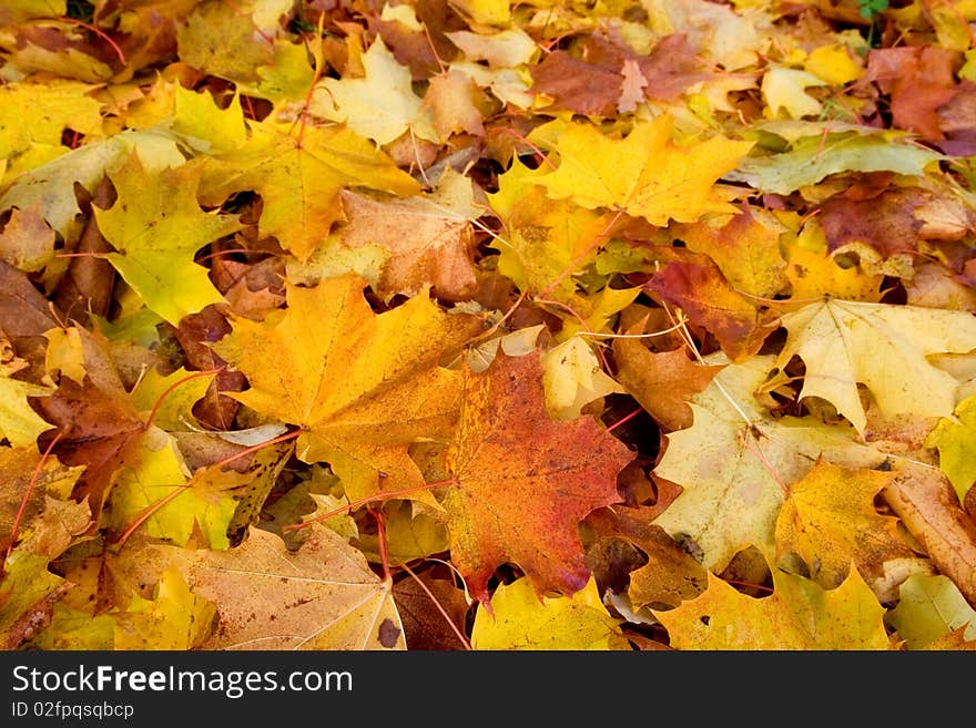 Maple leaves on ground in autumn. Maple leaves on ground in autumn