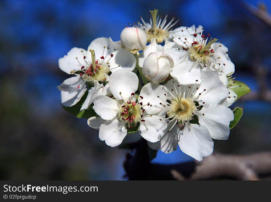 A shot of nice cherry blossoms