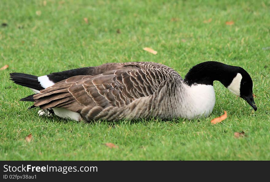 Canada Goose 2