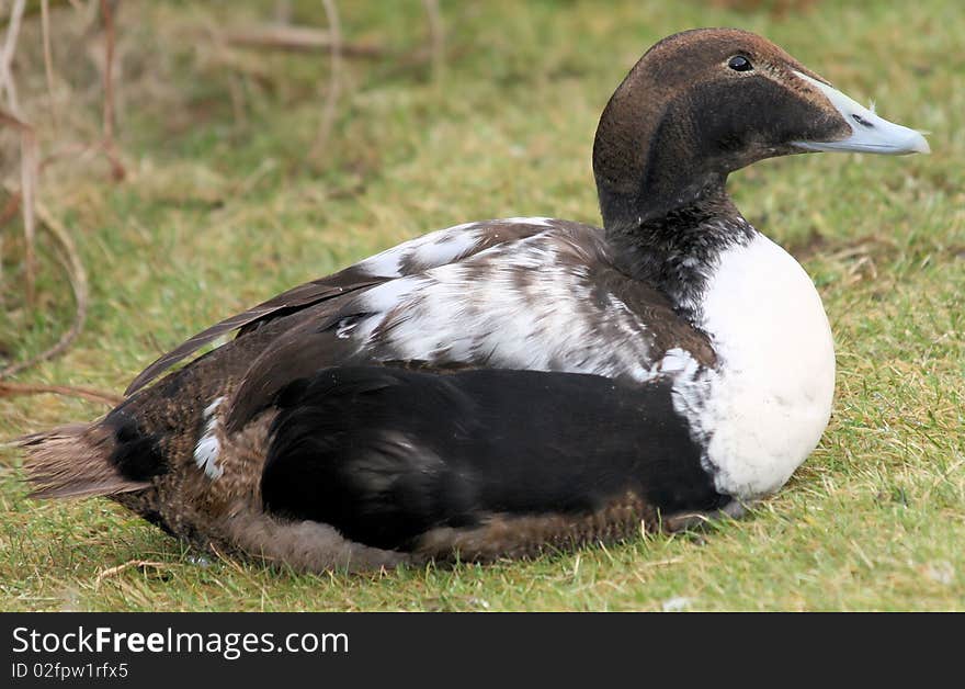 Male Eider