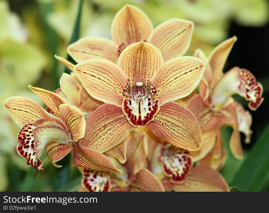 Orange Cymbidium orchids 2