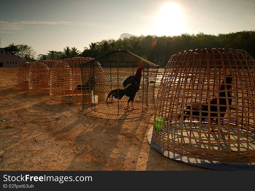 Chicken behind market in Suratthani, Thailand. Chicken behind market in Suratthani, Thailand