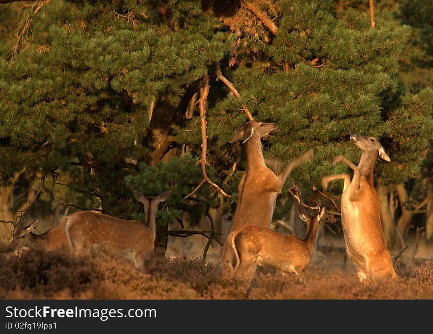 Wildlife - Red Deer