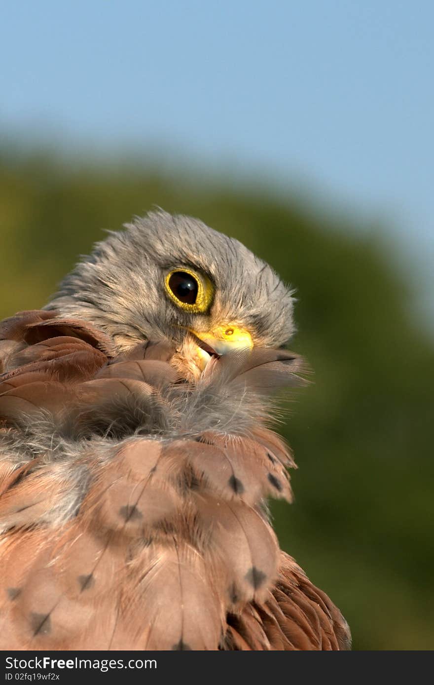 Close up of a grooming Kestrel. Close up of a grooming Kestrel.