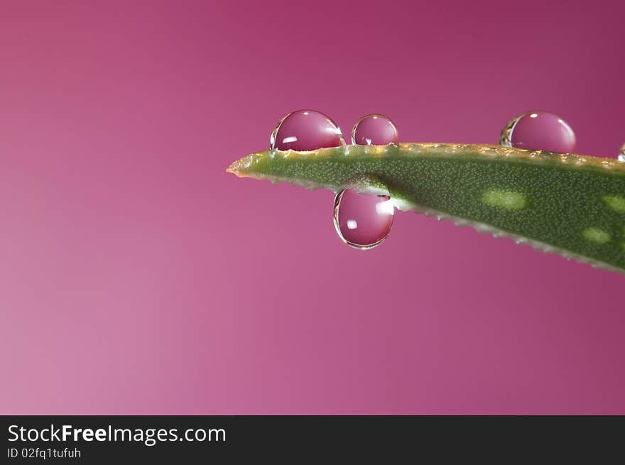 Waterdrops on plant with pink, red background