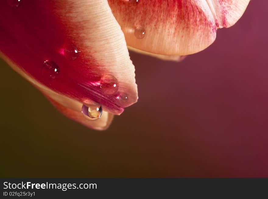 Leafs With Waterdrops