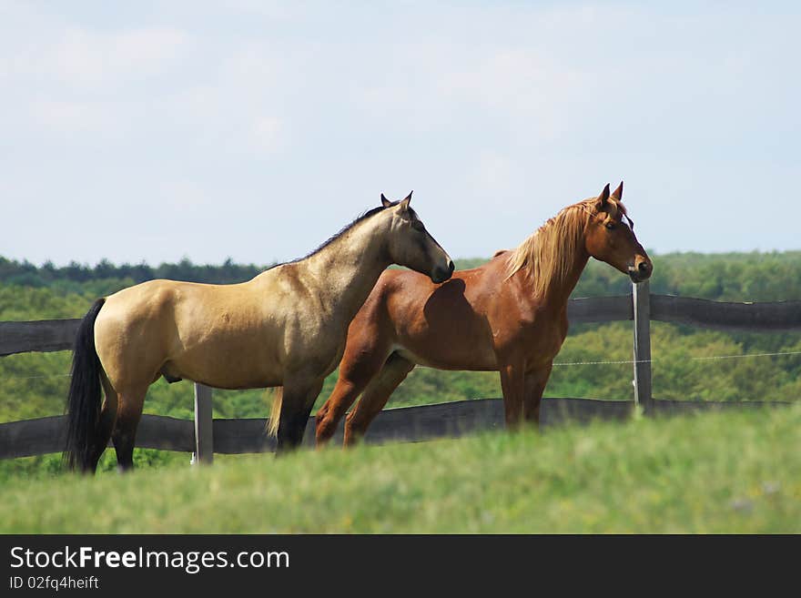 He is a horse in a Hungary economy. He is a horse in a Hungary economy.