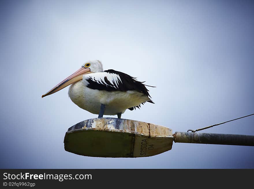 Pelican sitting atop a street lamp. Pelican sitting atop a street lamp