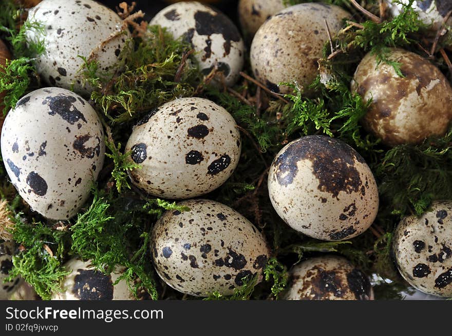 Collection of quail eggs in green moss