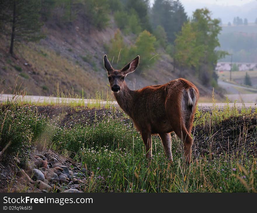 Deer in the morning