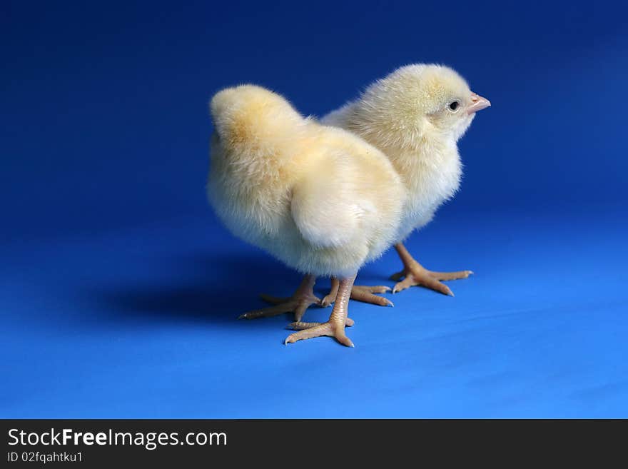 Baby chicken