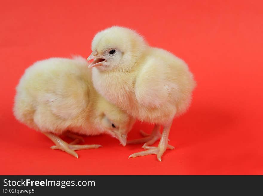 Baby chicken