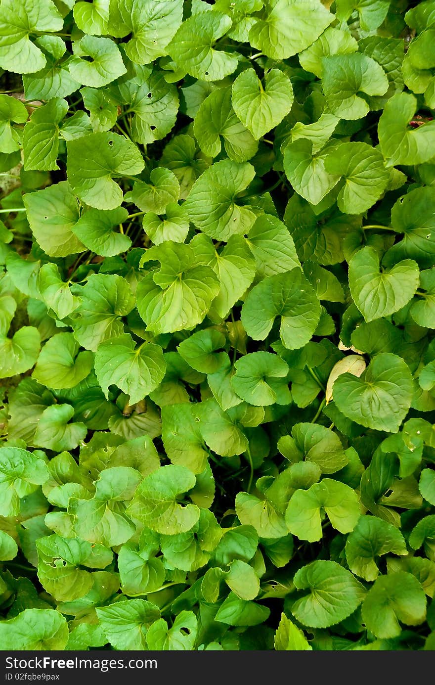 Green wild fern