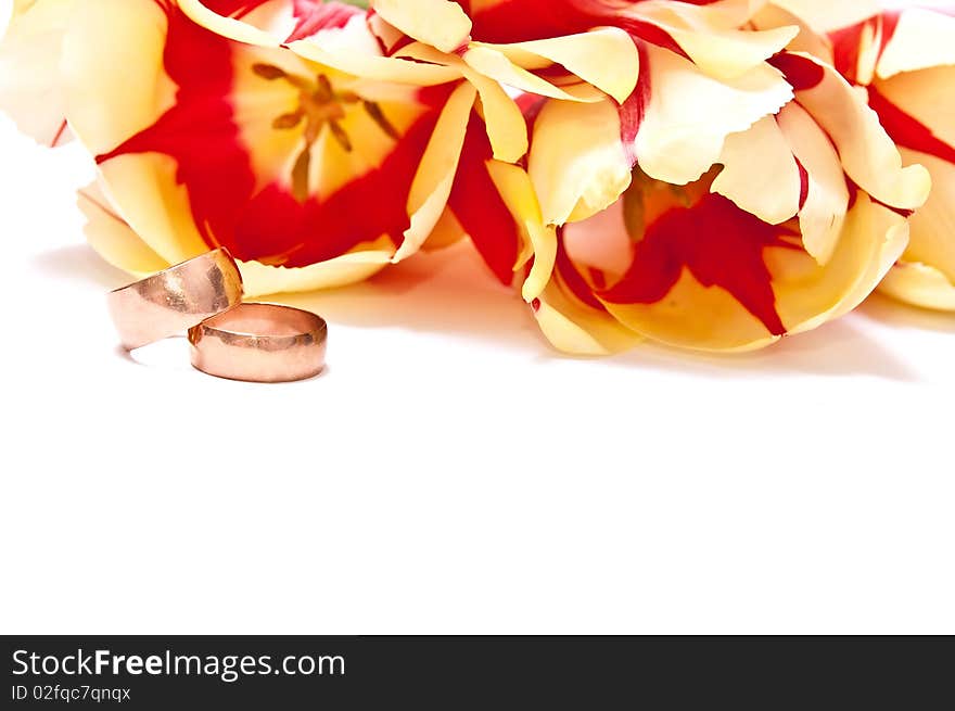 Yellow with red tulips with wedding rings isolated on white. Yellow with red tulips with wedding rings isolated on white