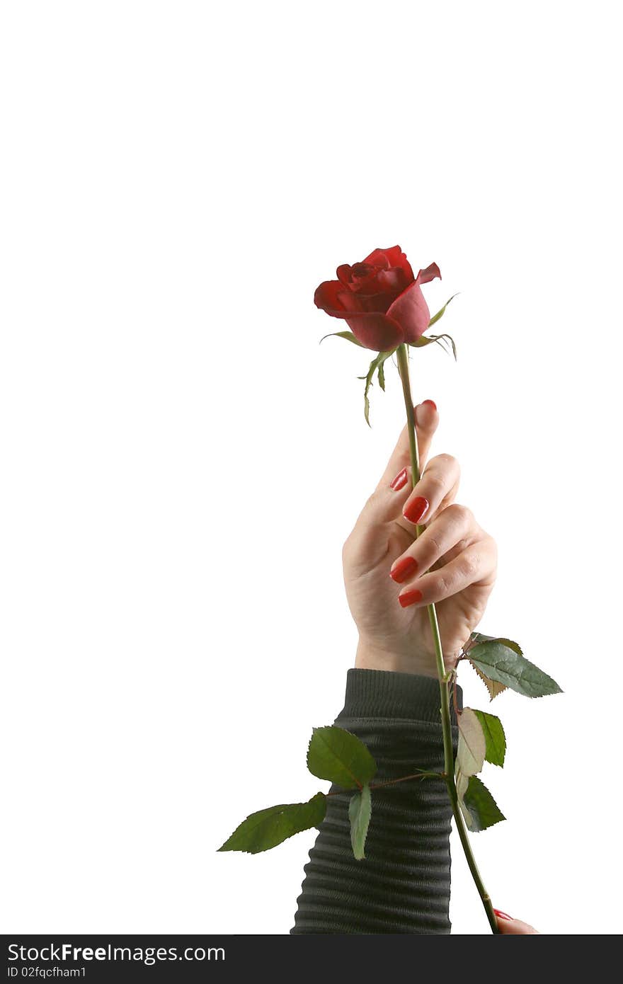 Emotional moments of beautiful flowers in the hands of a lady. Emotional moments of beautiful flowers in the hands of a lady