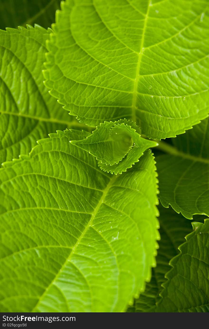 Close up, macro type shot of vivid green hydrangea leaves, filling the frame. Close up, macro type shot of vivid green hydrangea leaves, filling the frame