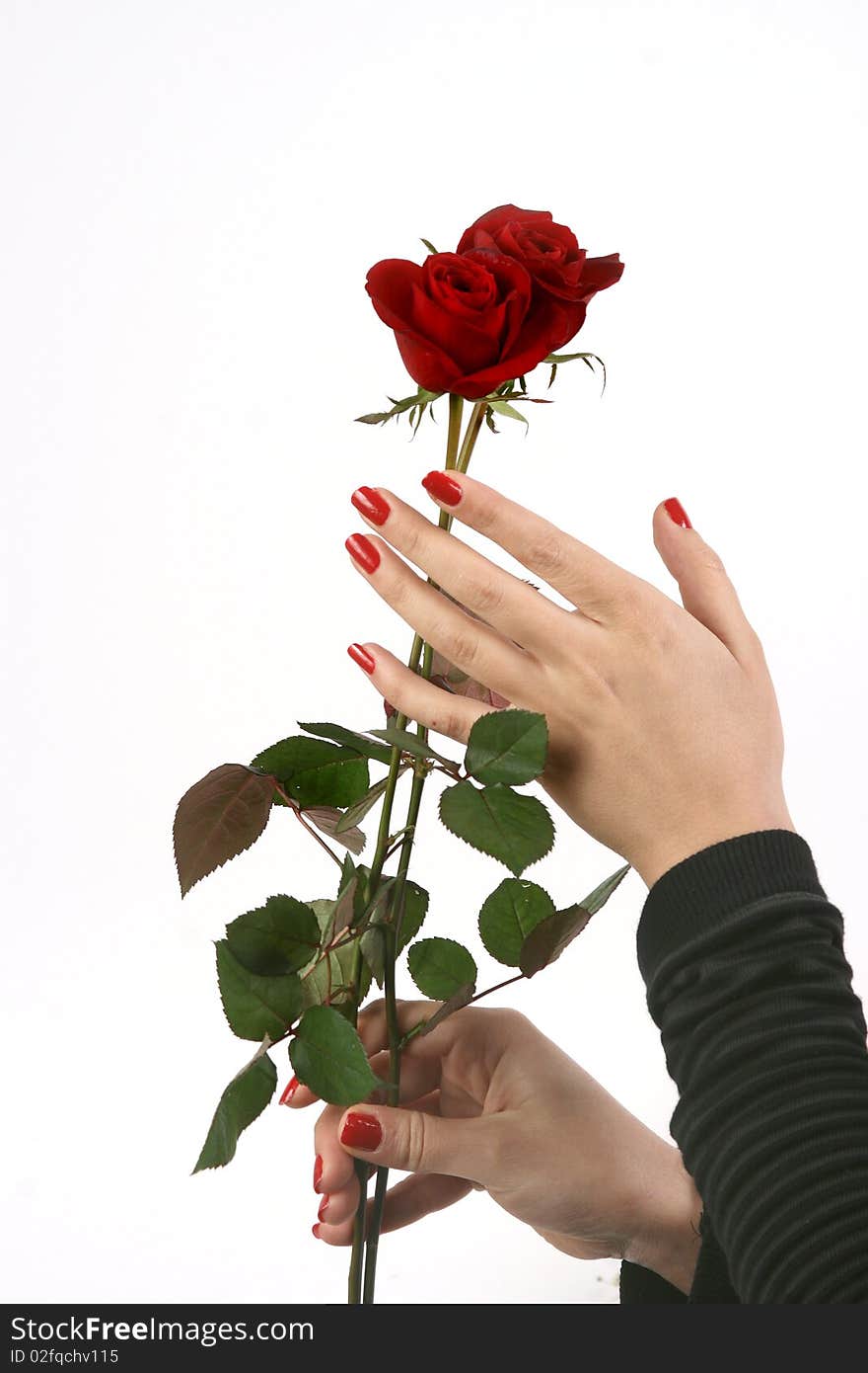 Emotional moments of beautiful flowers in the hands of a lady. Emotional moments of beautiful flowers in the hands of a lady