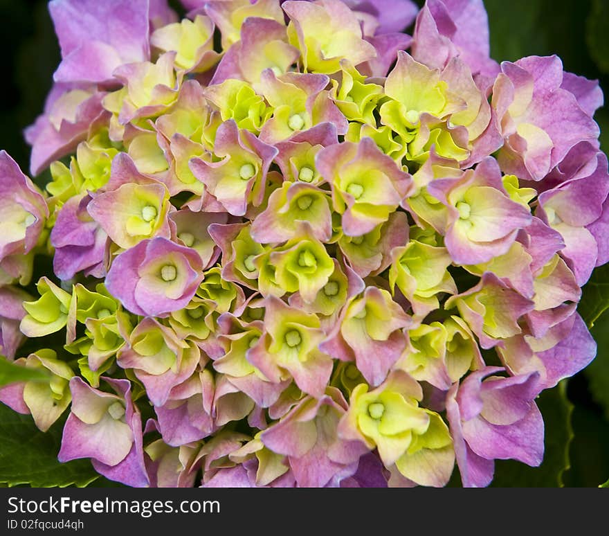 Pink and yellow hydrangeas with green leaves surrounding the flowers. Pink and yellow hydrangeas with green leaves surrounding the flowers