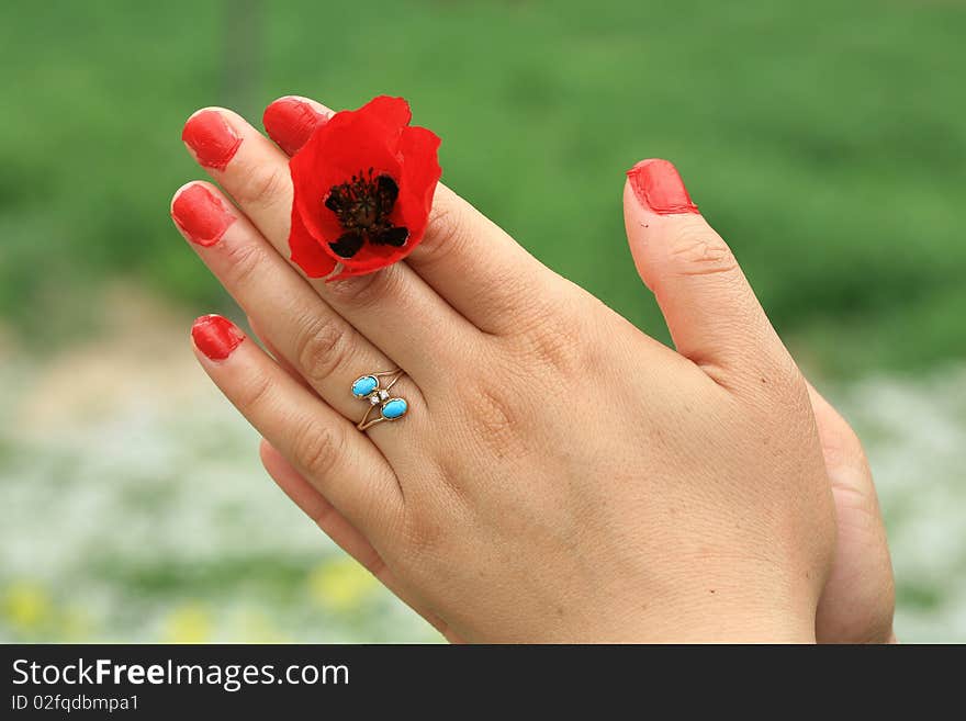 Emotional moments of beautiful flowers in the hands of a lady. Emotional moments of beautiful flowers in the hands of a lady