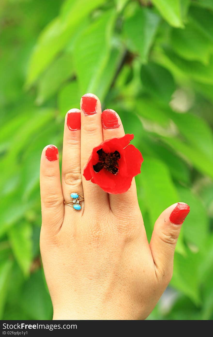 Emotional moments of beautiful flowers in the hands of a lady. Emotional moments of beautiful flowers in the hands of a lady