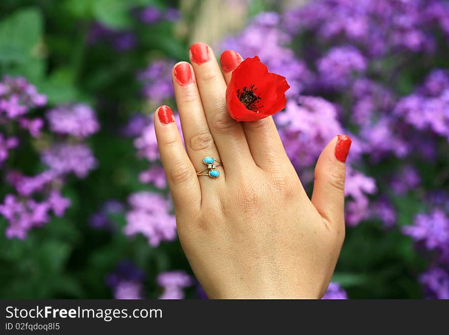 Emotional moments of beautiful flowers in the hands of a lady. Emotional moments of beautiful flowers in the hands of a lady