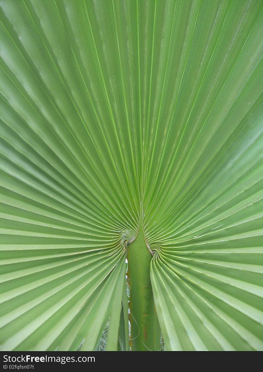 Palm leaf