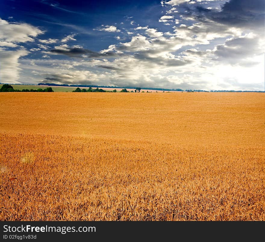 Red grass under blue sky. Red grass under blue sky