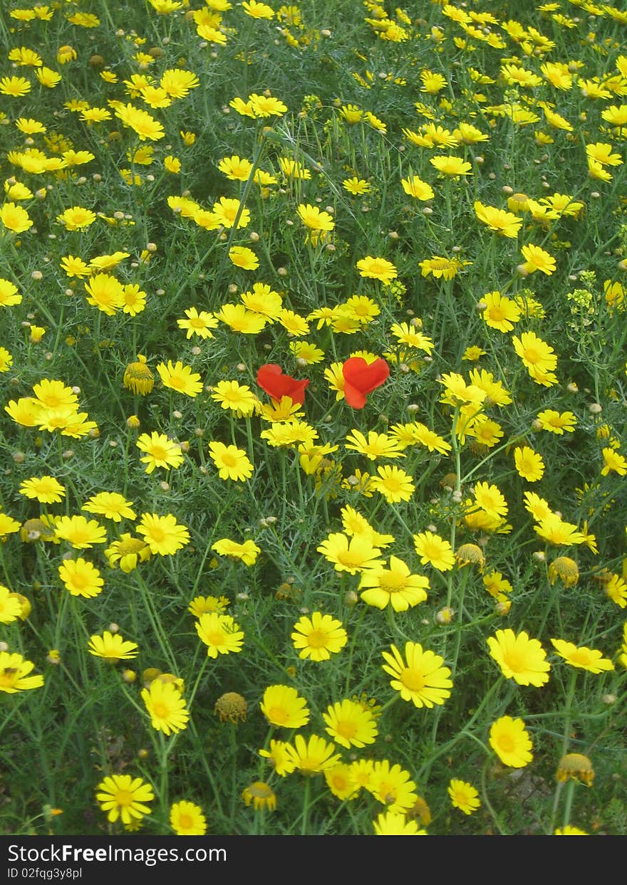 Red poppy and yellow flowers