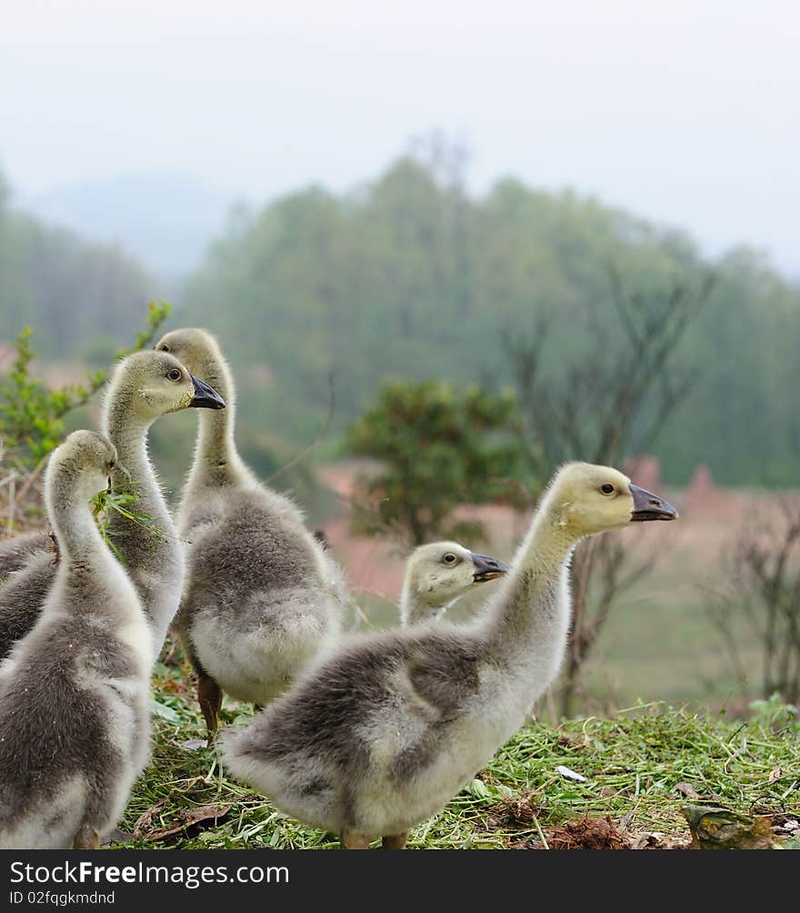 Baby goose and green grass.