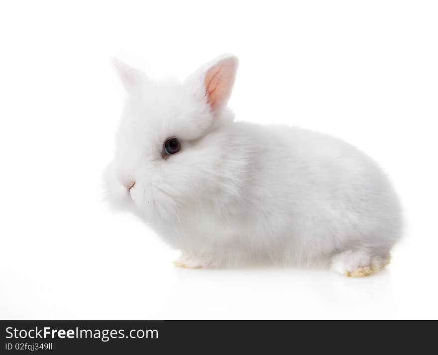 Cute baby rabbit on white backround