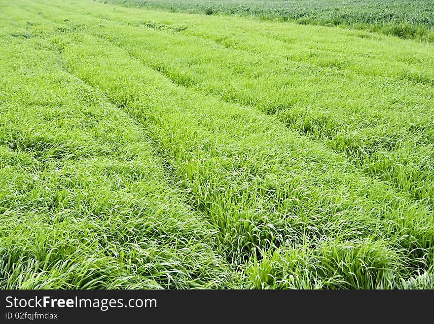 Growing Corn.