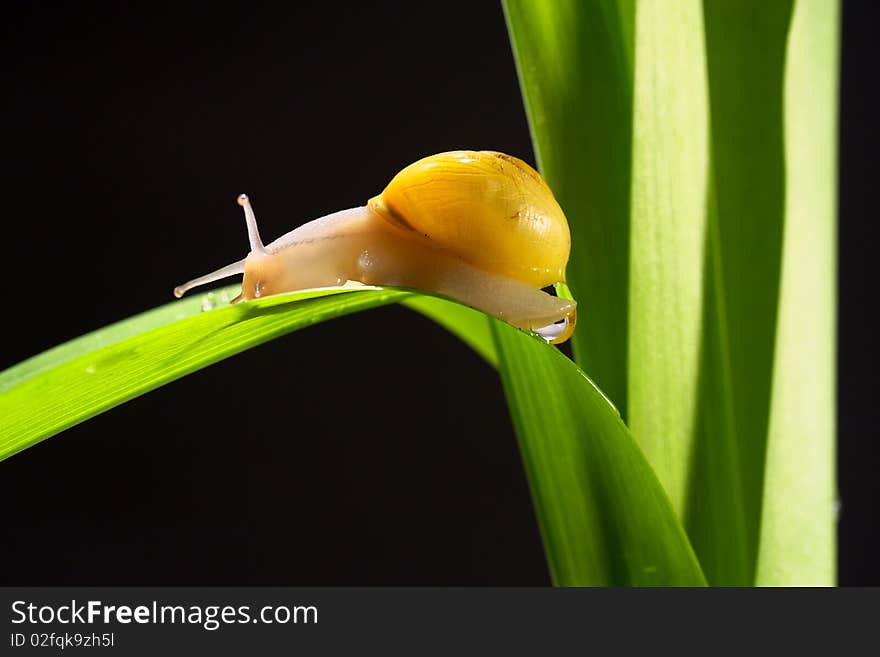 Snail with drop,after rain