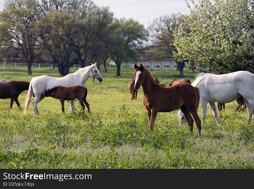 Mother in pasture with her newborn foal. Mother in pasture with her newborn foal