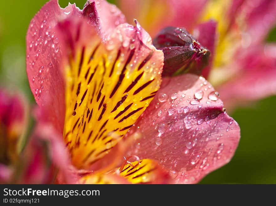 Close up macro shot of pink and yellow flowers covered in droplets, with a green background