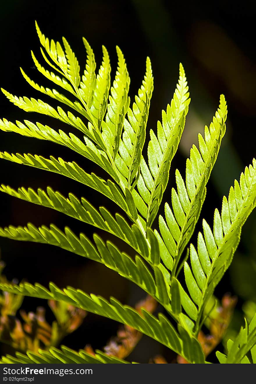 Macro type shot of a green fern growing in the wild. Macro type shot of a green fern growing in the wild