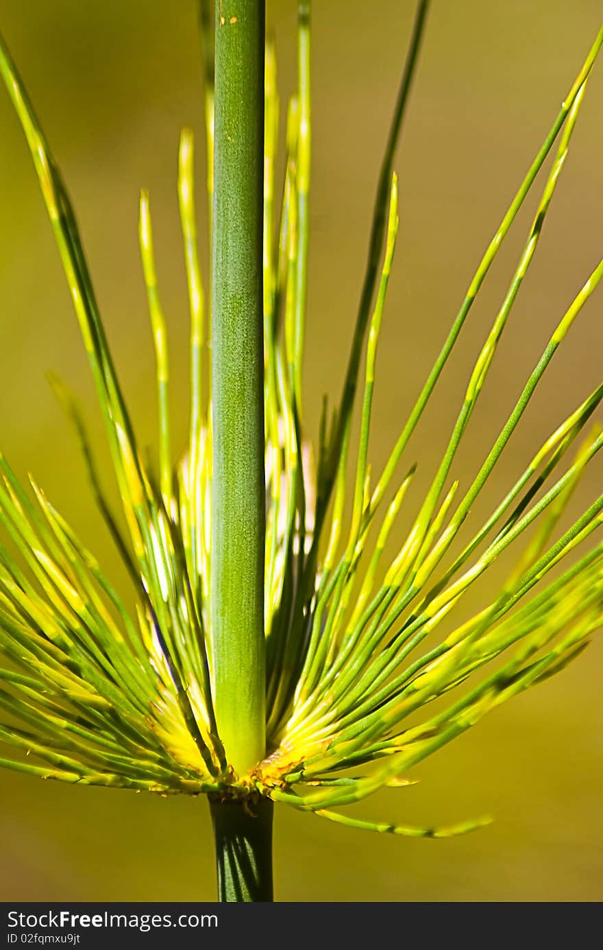 Close up macro shot of the joint of a river reed plant. Close up macro shot of the joint of a river reed plant